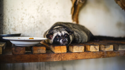 Kopi luwak animal in captivity at coffee plantation farm in South East Asia, animal's rights, soft focus