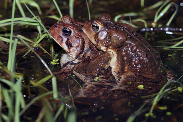 An amplexing pair of American Toads.  The male toad clings to the back of the female toad.  When she lays eggs, he will fertilize them. 