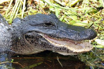 American Alligator (alligator mississippiensis) with its mouth open, showing off its tongue and teeth. 