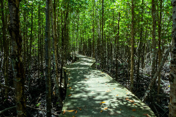 Concrete bridge to see the beauty of the mangrove forest