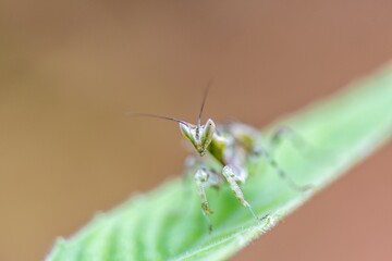 mantis on leaf