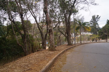 belas árvores com folhas verdes de um parque 