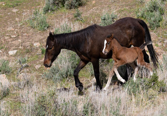 wild mare and foal 