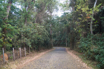uma estrada rural de pedra em uma floresta fechada