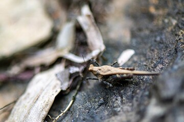 close up of a small grasshopper