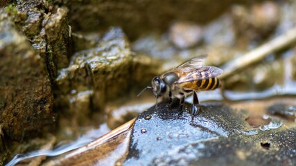 bee on a rock