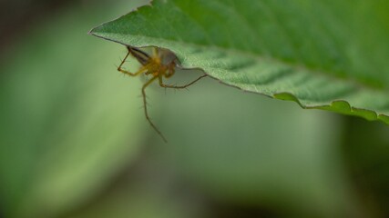 spider on leaf