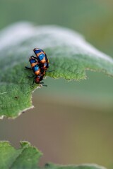 Fototapeta premium Erotylidae on leaf
