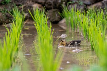 duckling in a paddy field