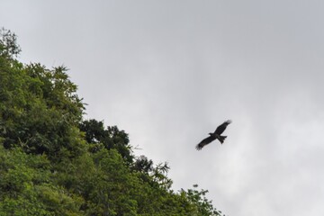 eagle in flight