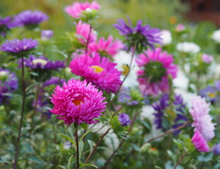Autumn floral background.Blooming asters in the garden.
