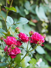 Red roses with white stripes on a natural green background grow in the garden. Place for text. Greeting card.