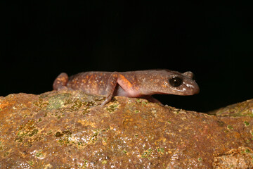 Sierra Nevada Ensatina salamander