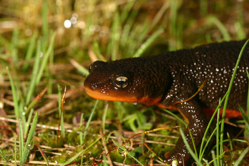Close up view of the head and face of a Rough-skinned newt (Taricha granulosa).  
