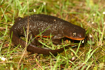 Whole-body photo of a Rough-skinned newt (Taricha granulosa) sitting in grassy vegetation.  