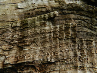 Beautiful surface of very old wood.