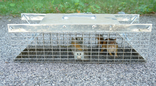  chipmunk trap in the back yard