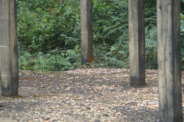 um lugar abandonado com folhas secas no chão e uma floresta ao fundo