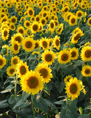 sunflower blooming in the field in summer