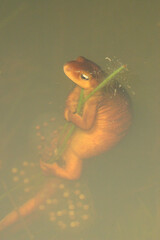 A female California Newt (Taricha torosa) laying eggs on an aquatic plant in a pond. 