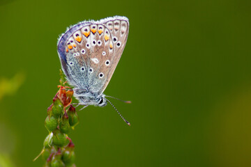 common blue butterfly