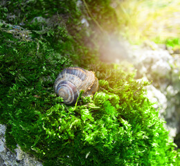 snail sitting on green moss
