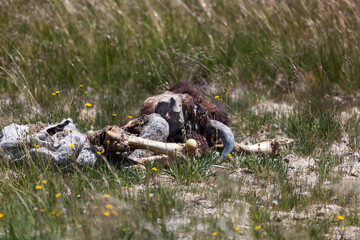 Bison Carcass Remains at Yellowstone National Park
