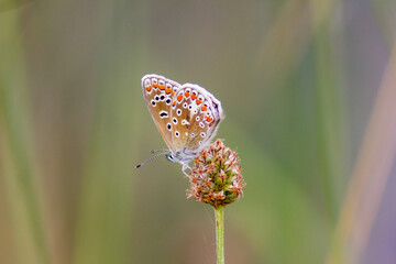 common blue butterfly 