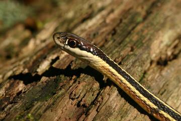 Close-up view of the head of an eastern ribbon snake (Thamnophis sauritus).
