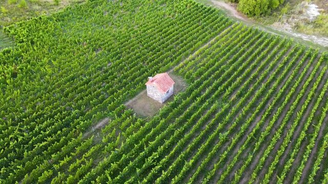 Survol vue a&eacute;rienne drone vignoble cercle autour d'une maison de vin au milieu des vignes