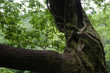 Lianes entrem&ecirc;l&eacute;es sur tronc d'arbre