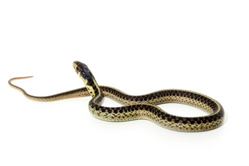 An alert young common garter snake (Thamnophis sirtlais) sits with its head up on a white background. 