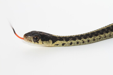 Close-up view of the head of an eastern garter snake (Thamnophis sirtalis) while it flicks its red and black tongue.  