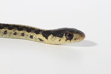 Close up of the face of a young eastern garter snake on a white background.