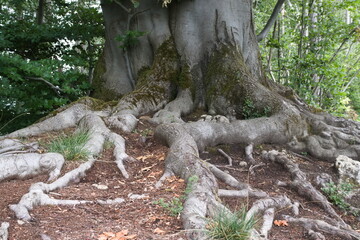 Racines d'arbre