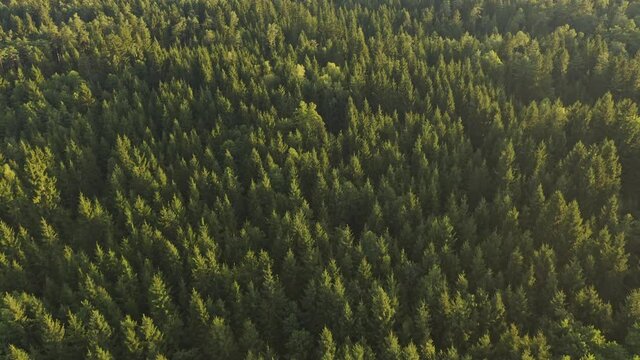 Aerial top view over alpine forest durring sunset among rural path. Cinematic drone shot flying over gravel road in pine tree forest.