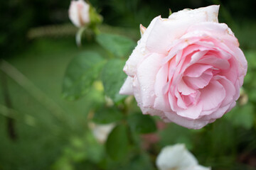 Naklejka premium pink rose in garden