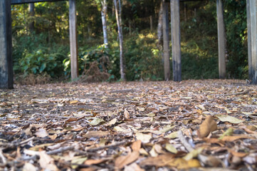 um lugar abandonado com folhas secas no chão e uma floresta ao fundo