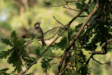 Small common brown bird standing on a tree alone