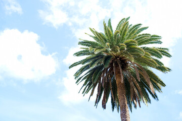 Top of a palm tree (Phoenix canariensis) typical in Canary Islands and Africa, bright blue sky and...