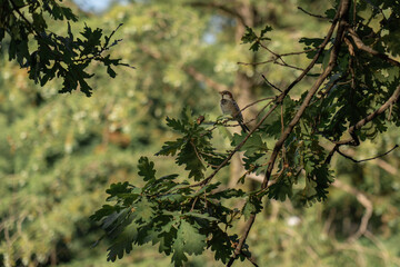 Small brown bird standing alone on a branch