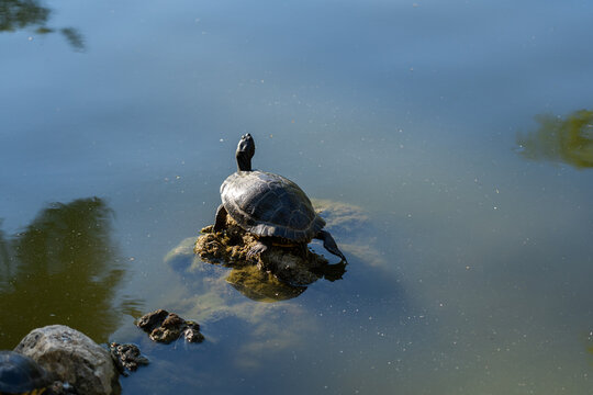 Small turtle under the sun standing on a rock inside a lake