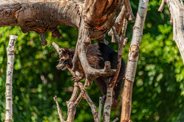 Small Raccoon, hiding between the tree branches