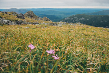 flowers and moss grow on rocks in the mountains