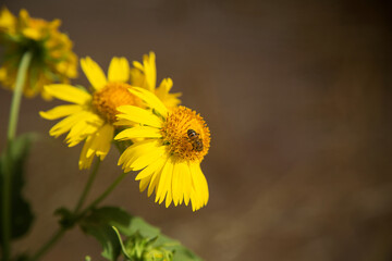 Verbesina encelioides flowers close up