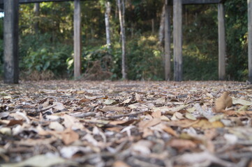 um lugar abandonado com folhas secas no chão e uma floresta ao fundo
