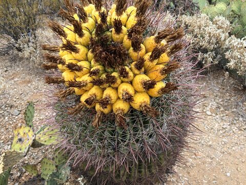 Barrel Cactus With Fruit