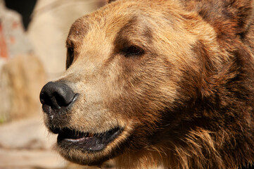 Close up photo of a brown bear