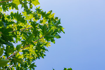Green juicy leaves against the blue sky. Clear and bright sky.