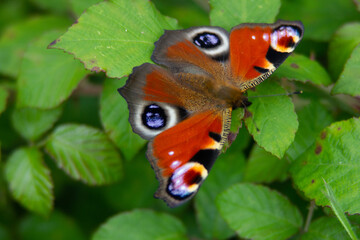 peacock butterfly 